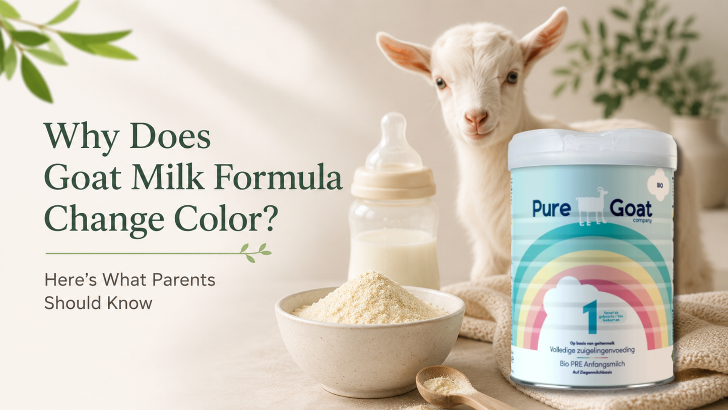 Goat milk formula powder beside a baby bottle and young goat, illustrating natural color variations in goat milk formula.